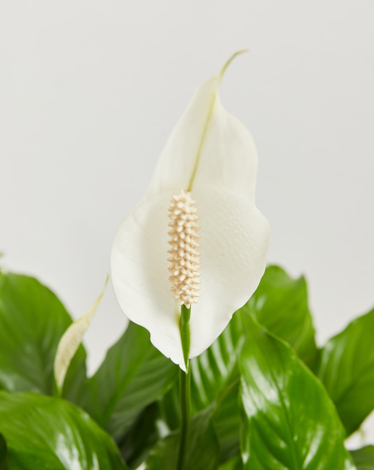 Peace Lily (Spathiphyllum)