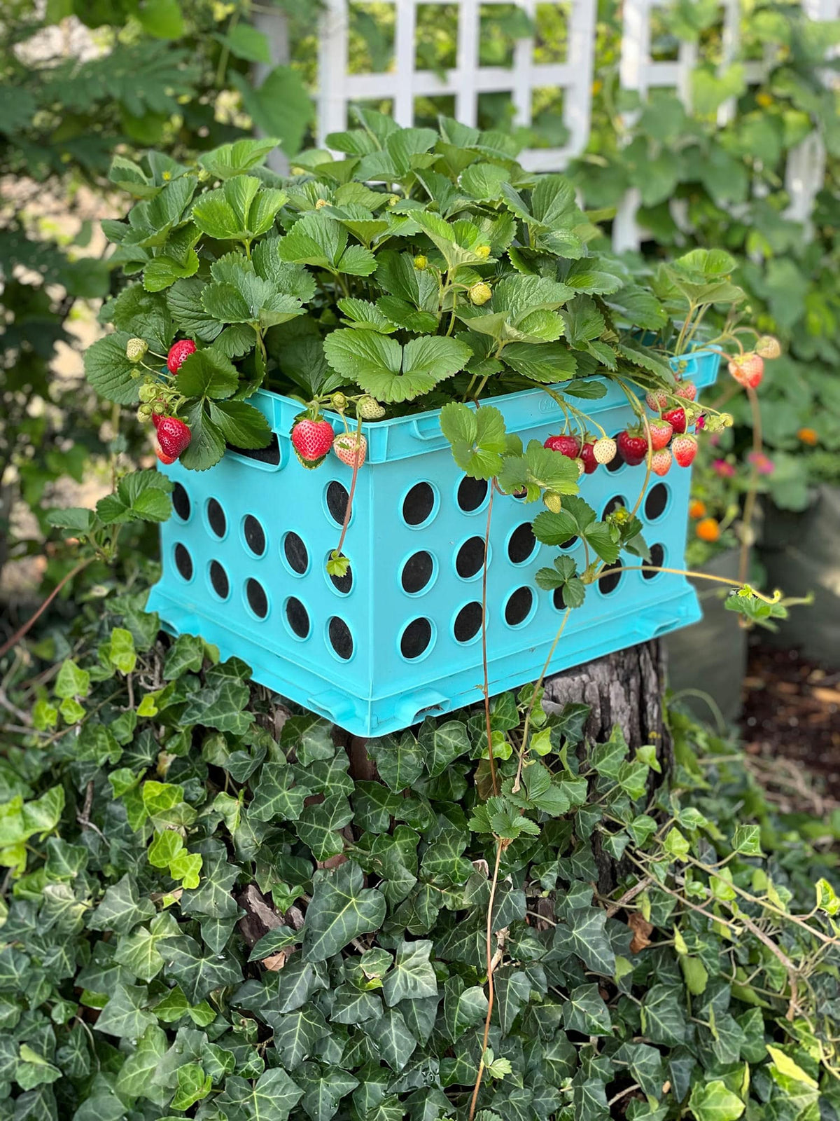 Smart Pot Milk Crate Liner