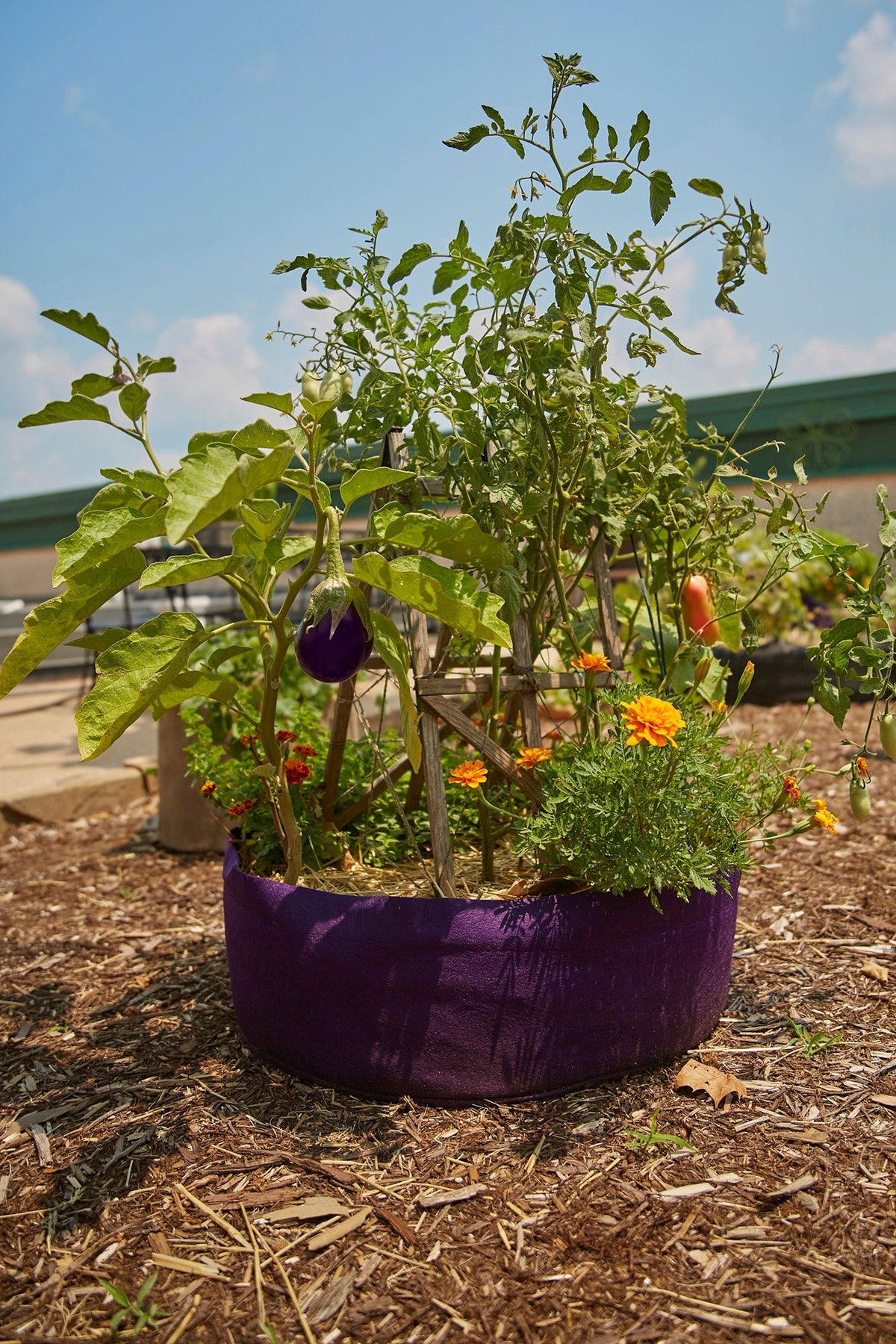 Smart Pot Round Raised Bed