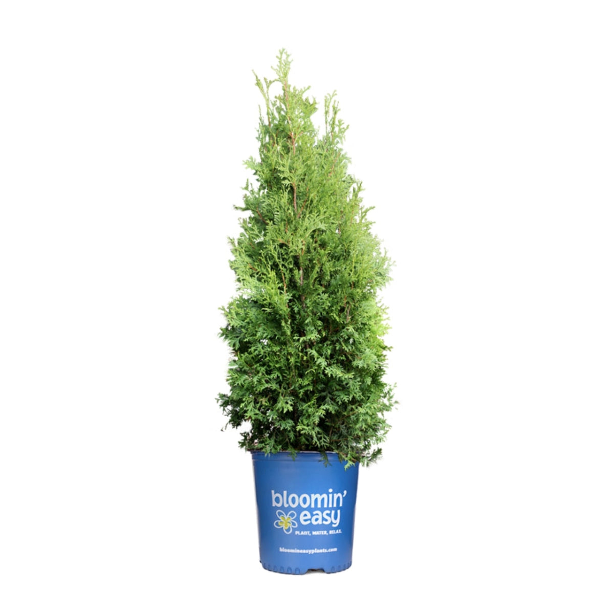 Private Jet™ Arborvitae