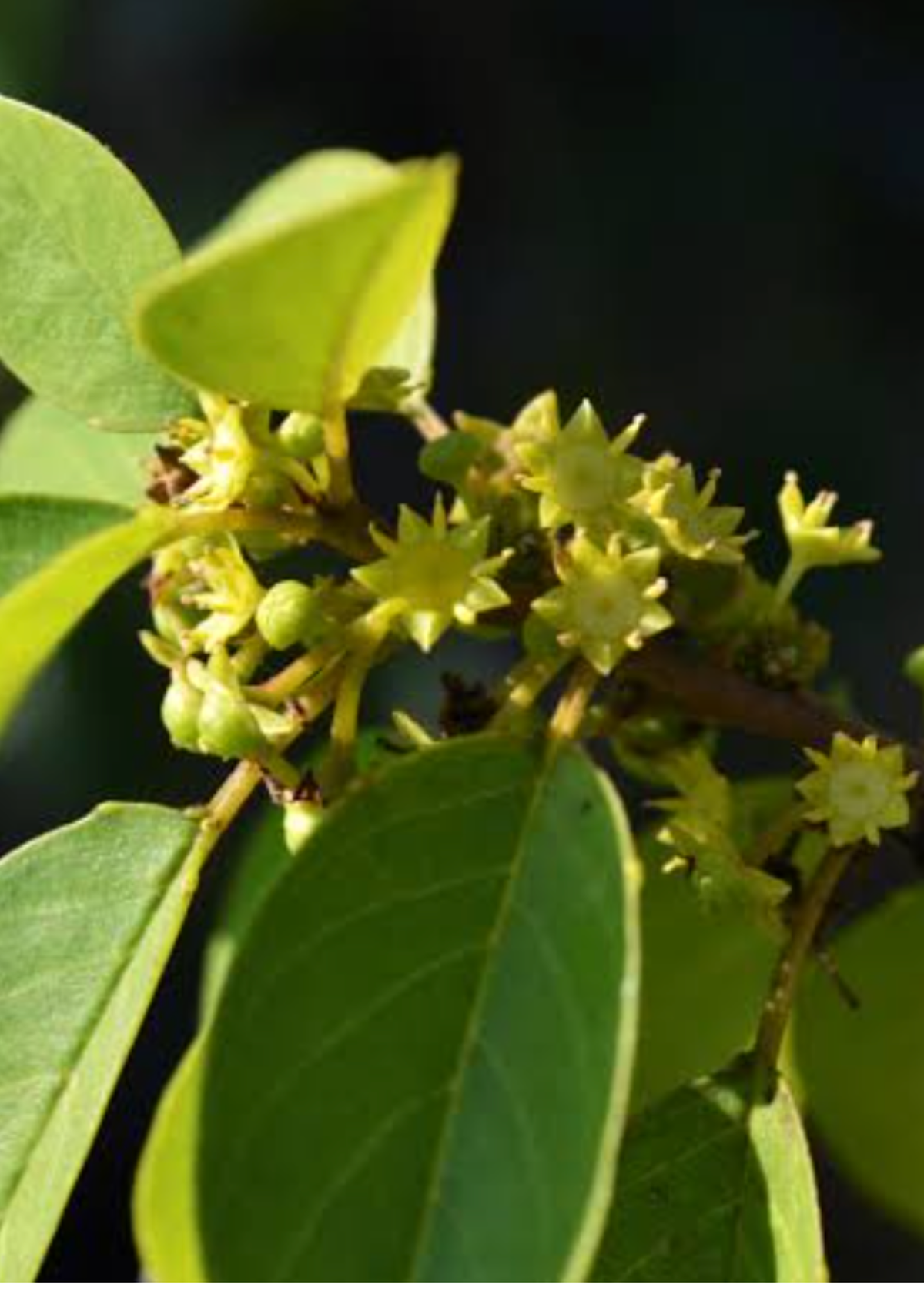Mavi (Colubrina elliptica)