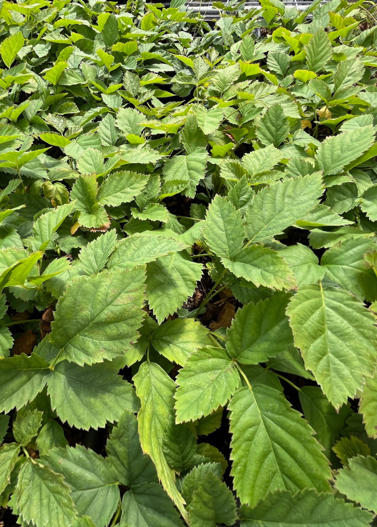 Boysenberry (Rubus ursinus × idaeus × brambles hybrid)