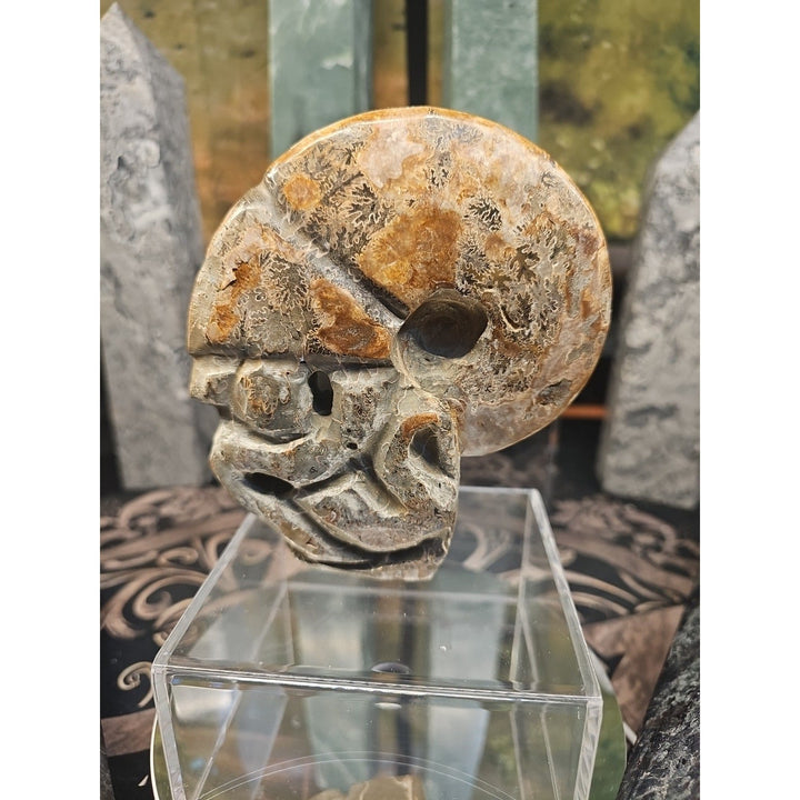 Natural Madagascar Ammonite Fossil – 1.12 lb