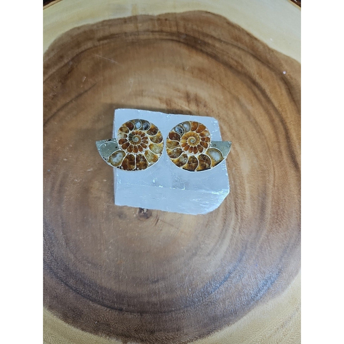Ammonite Fossil W/Selenite Base 260g