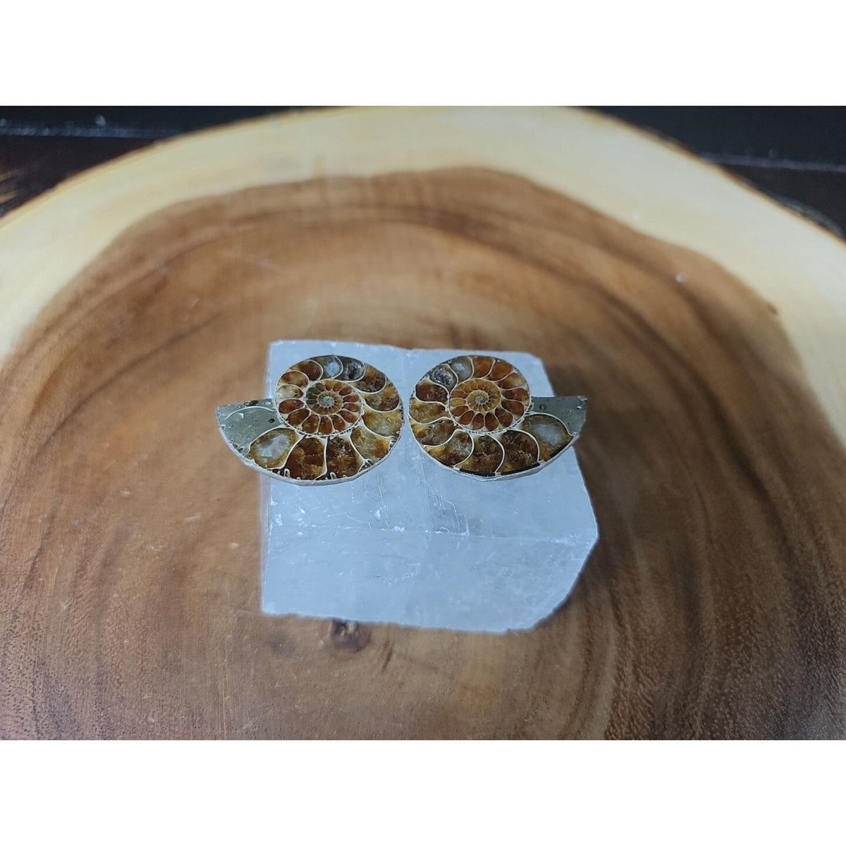 Ammonite Fossil W/Selenite Base 260g