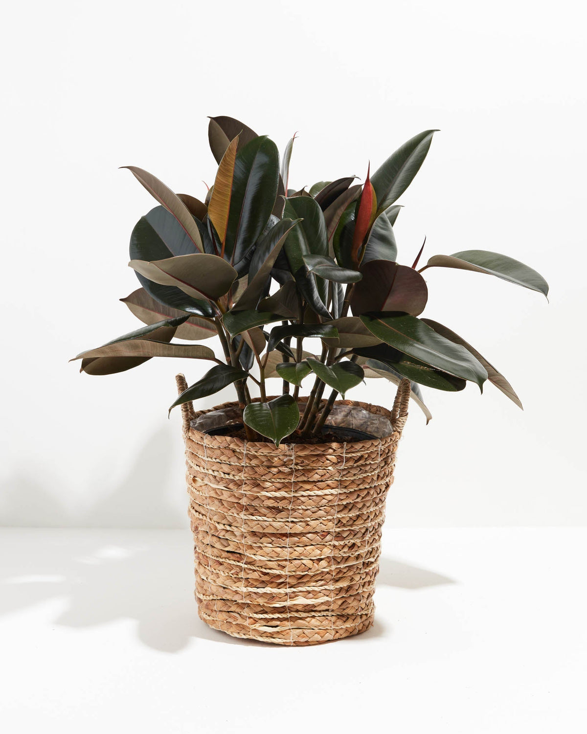 Ficus Elastica - Burgundy Rubber Tree