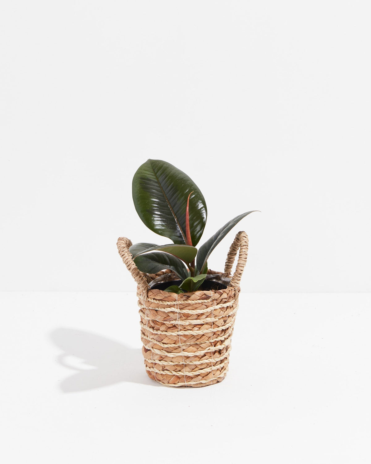 Ficus Elastica - Burgundy Rubber Tree