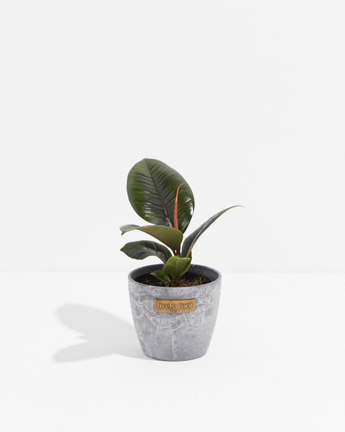 Ficus Elastica - Burgundy Rubber Tree
