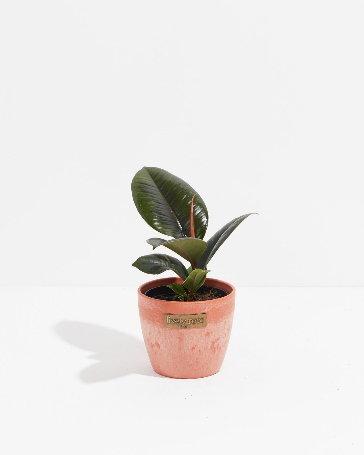 Ficus Elastica - Burgundy Rubber Tree