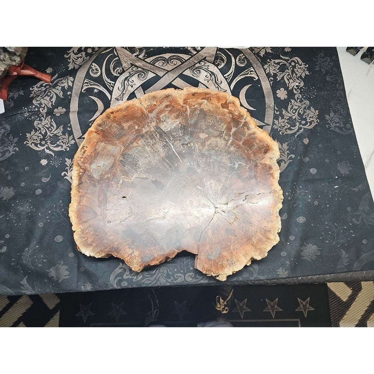27.3 lb Fossil Wood Sculpture — Mineral Statement Piece