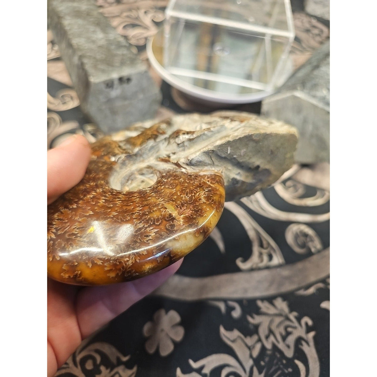 Natural Tentacle Ammonite Fossil – 1.26 lb Madagascar