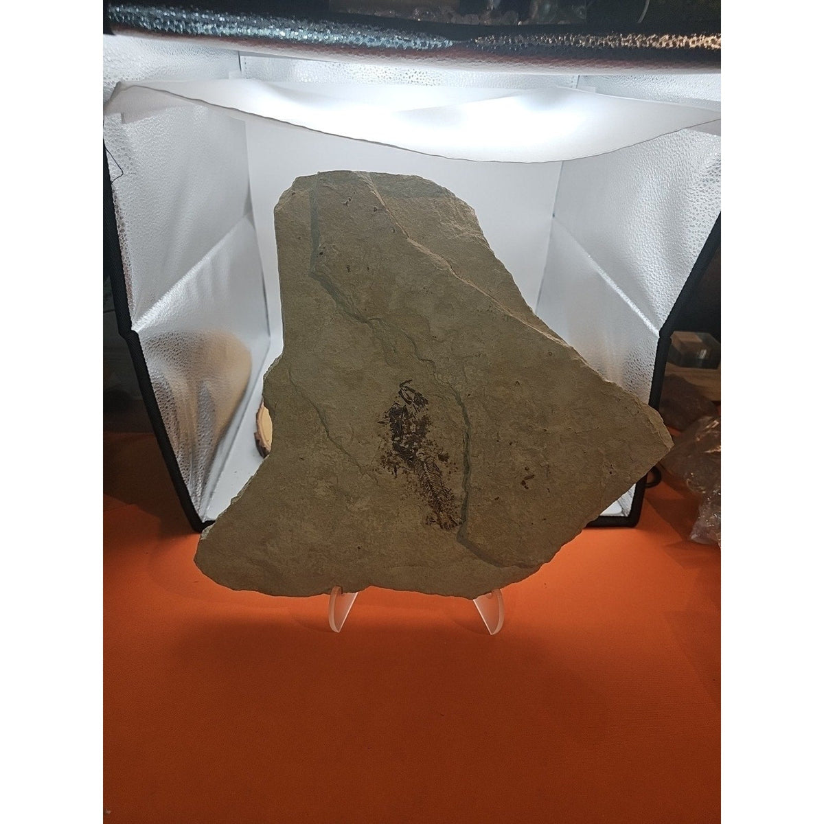 6lbs Fish fossil plate W/stand