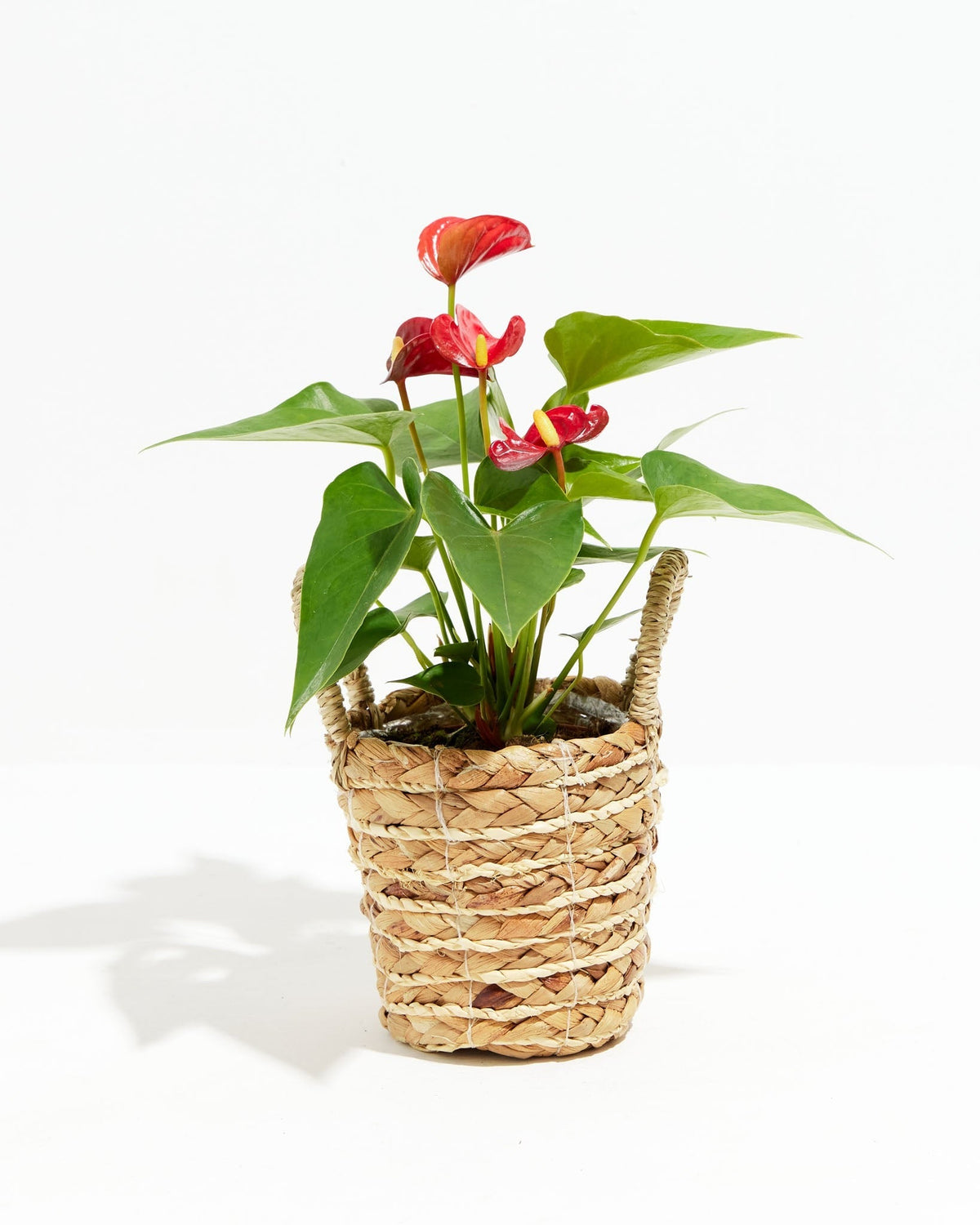 Flamingo Flower