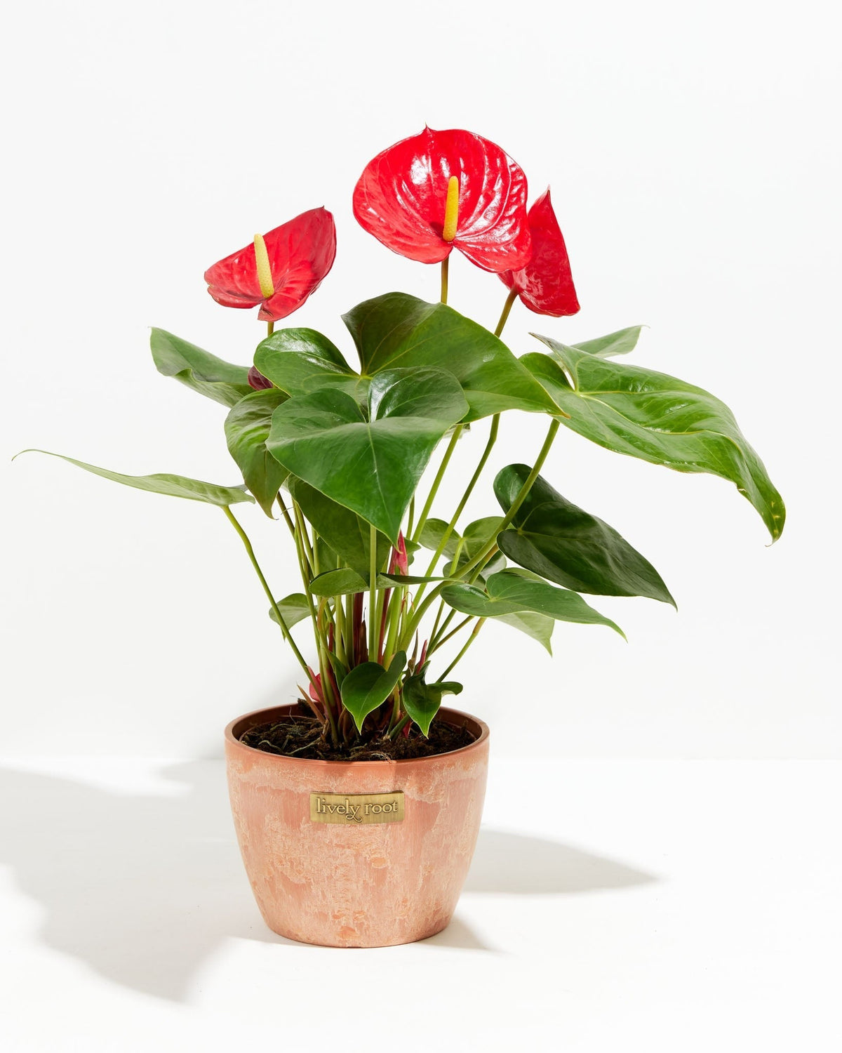 Flamingo Flower