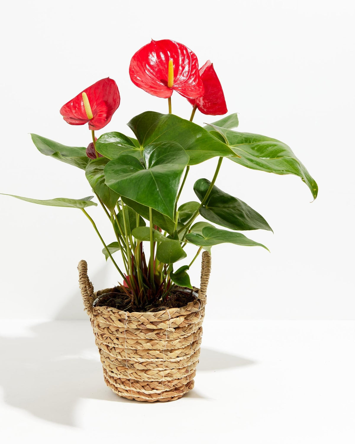 Flamingo Flower