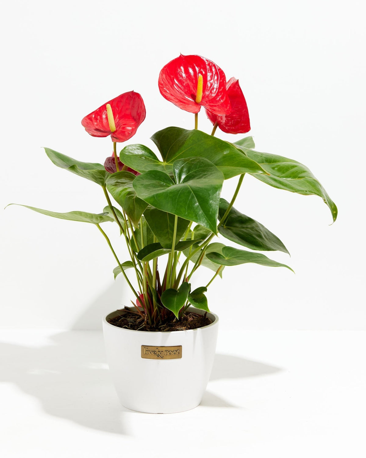 Flamingo Flower