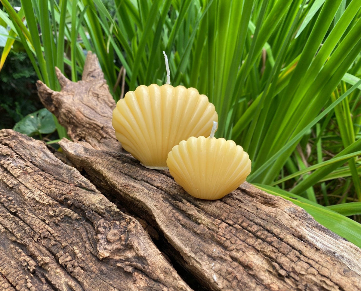 Clam Shell Beeswax Candle Set