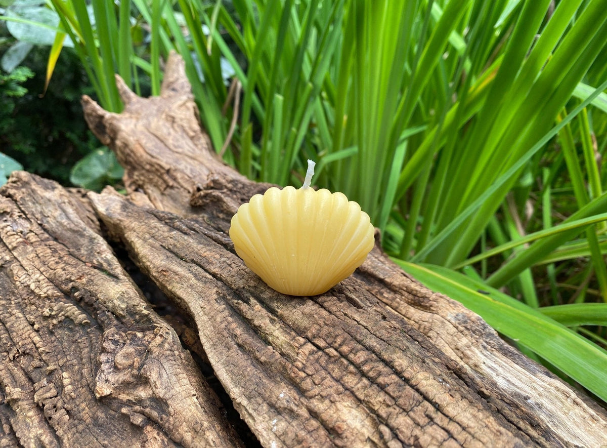Clam Shell Beeswax Candle Set