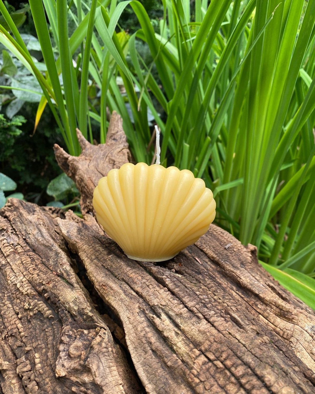 Clam Shell Beeswax Candle Set