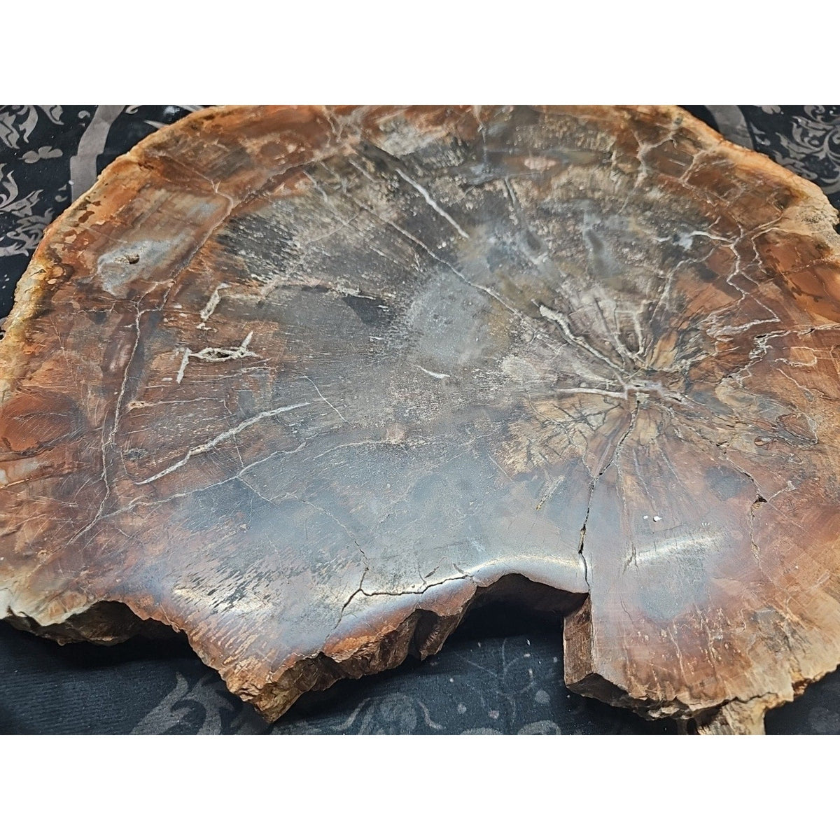 27.3 lb Fossil Wood Sculpture — Mineral Statement Piece