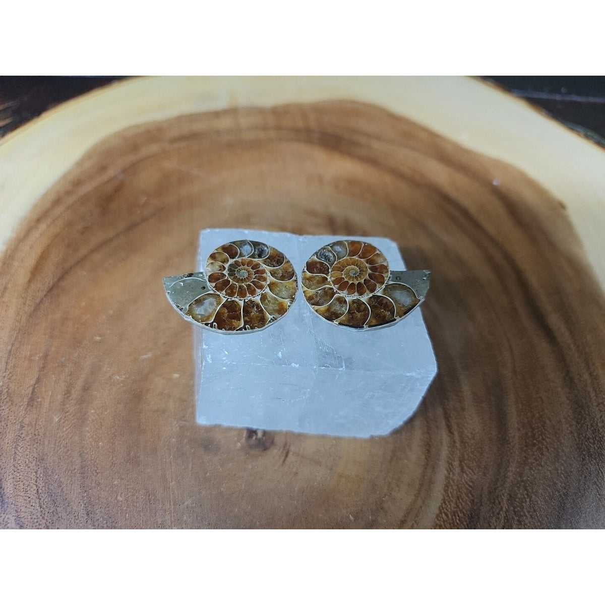Ammonite Fossil W/Selenite Base 260g