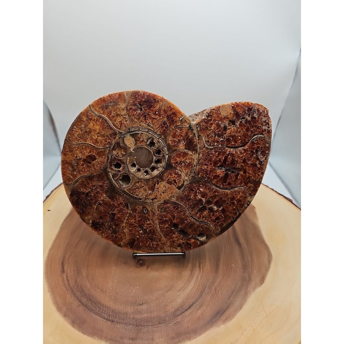 2.36LB Rare! Natural Ammonite Fossil Specimen Shell Madagascar