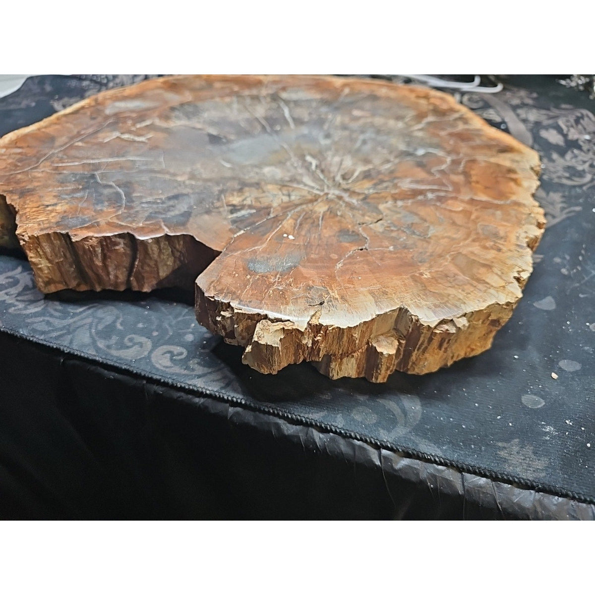 27.3 lb Fossil Wood Sculpture — Mineral Statement Piece