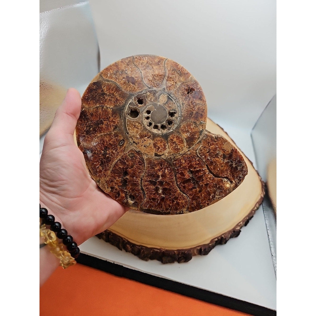 2.36LB Rare! Natural Ammonite Fossil Specimen Shell Madagascar
