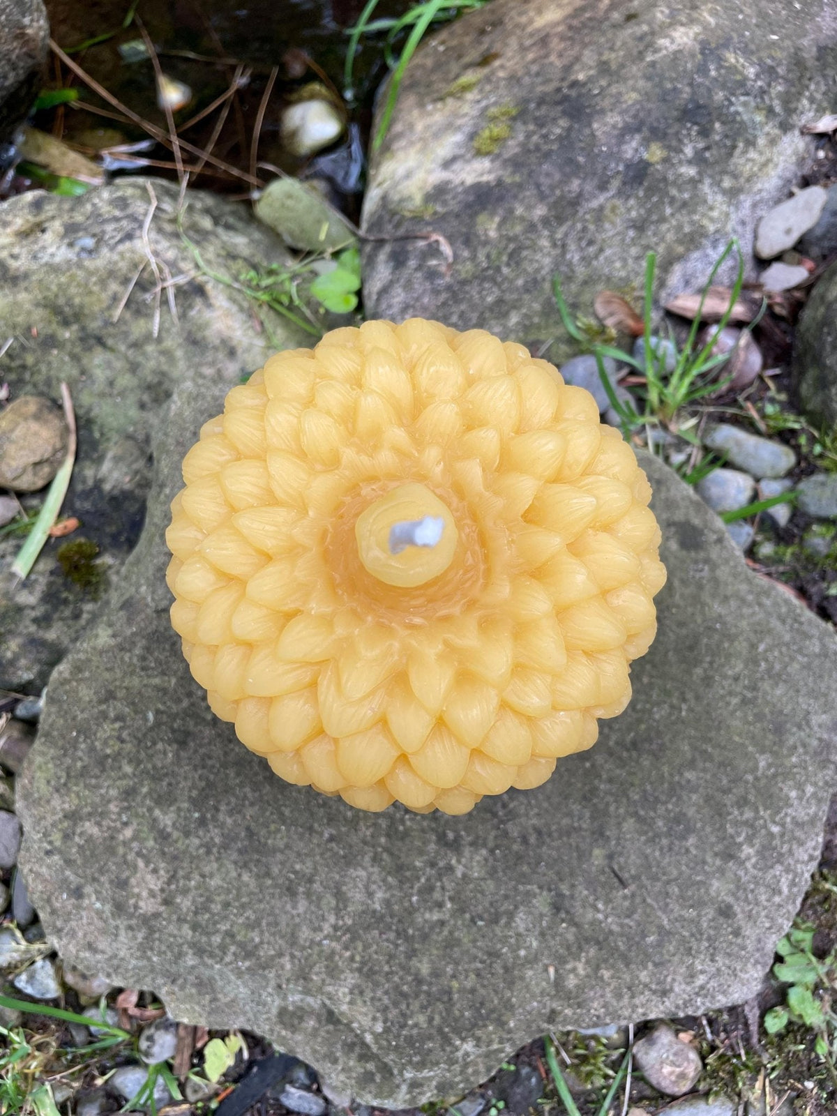 Giant Acorn Beeswax Candle