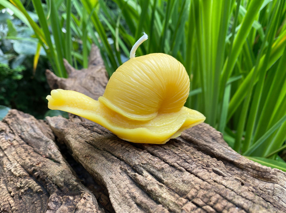 Snail Beeswax Candle