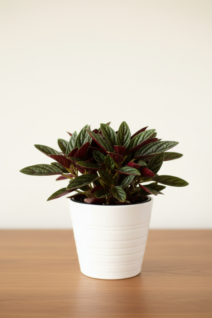 Peperomia Rosso