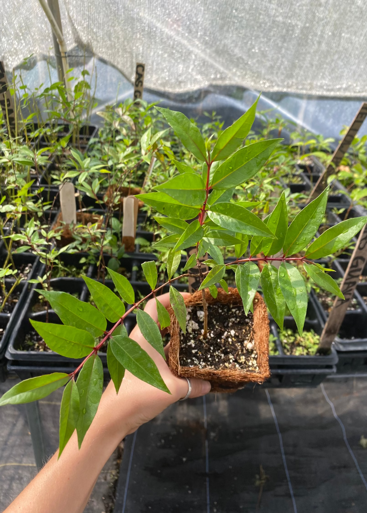 Cas Guava, Costa Rican Guava (Psidium friedrichsthalianum)