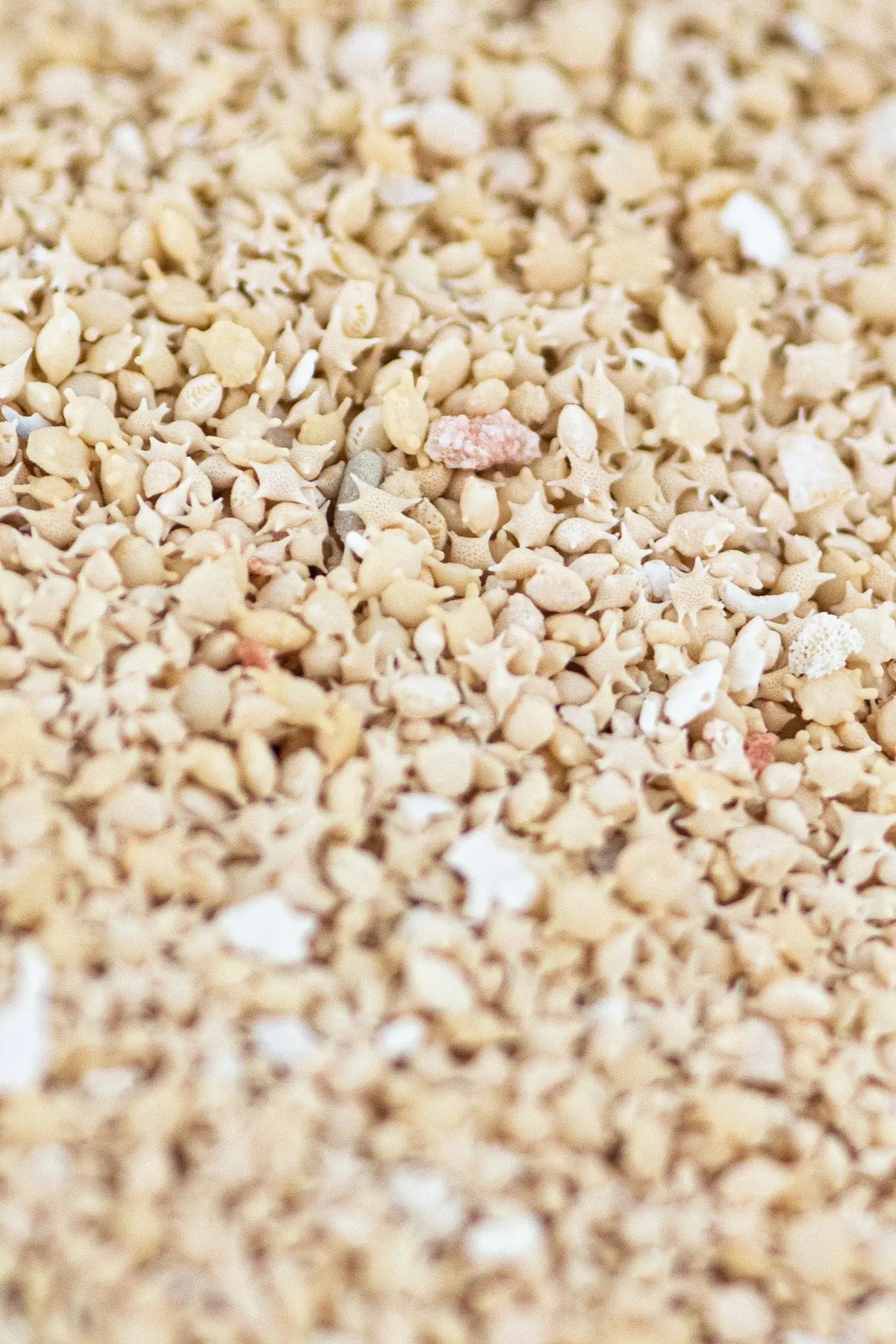 Japanese Star Sand