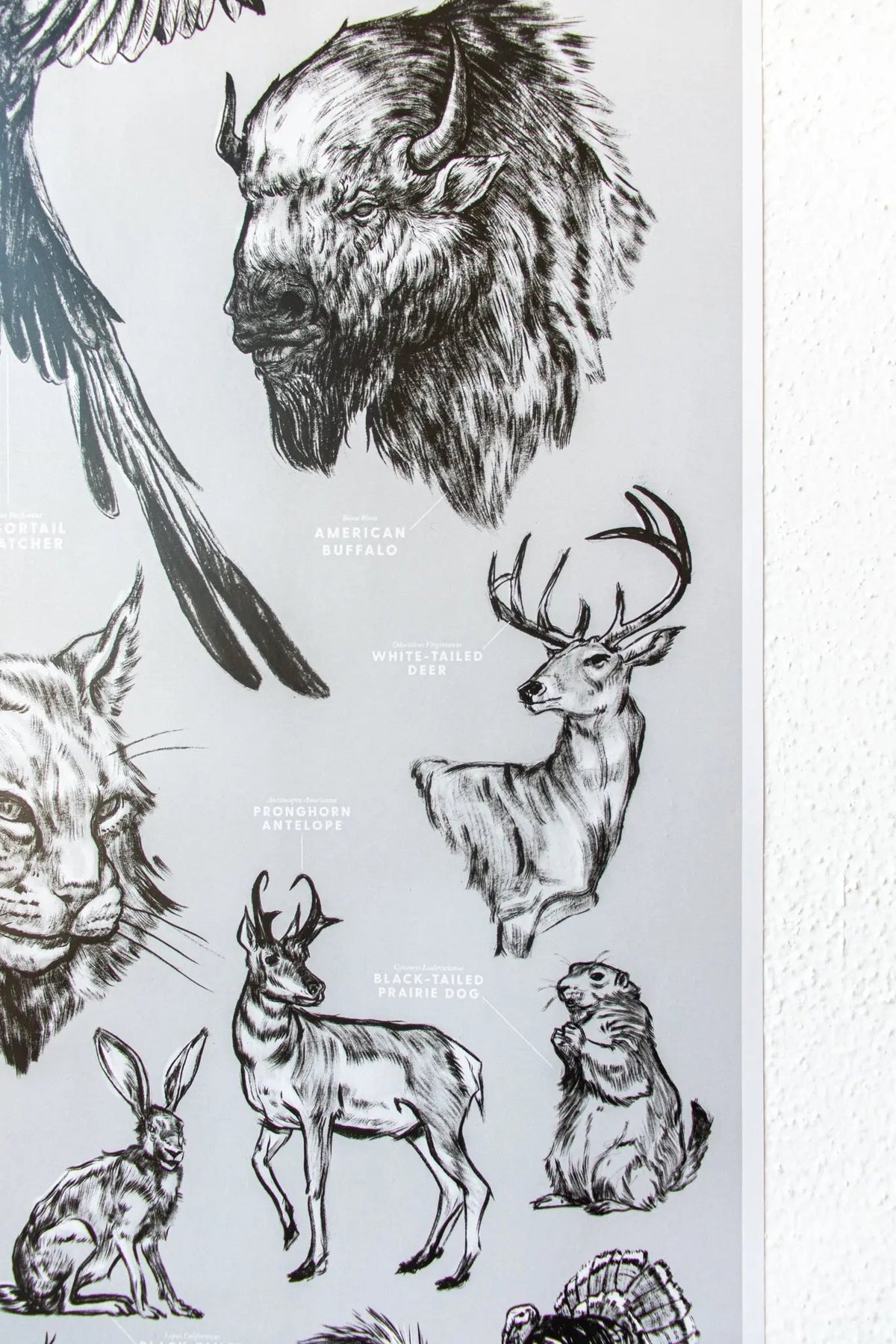 Oklahoma Wildlife Chart