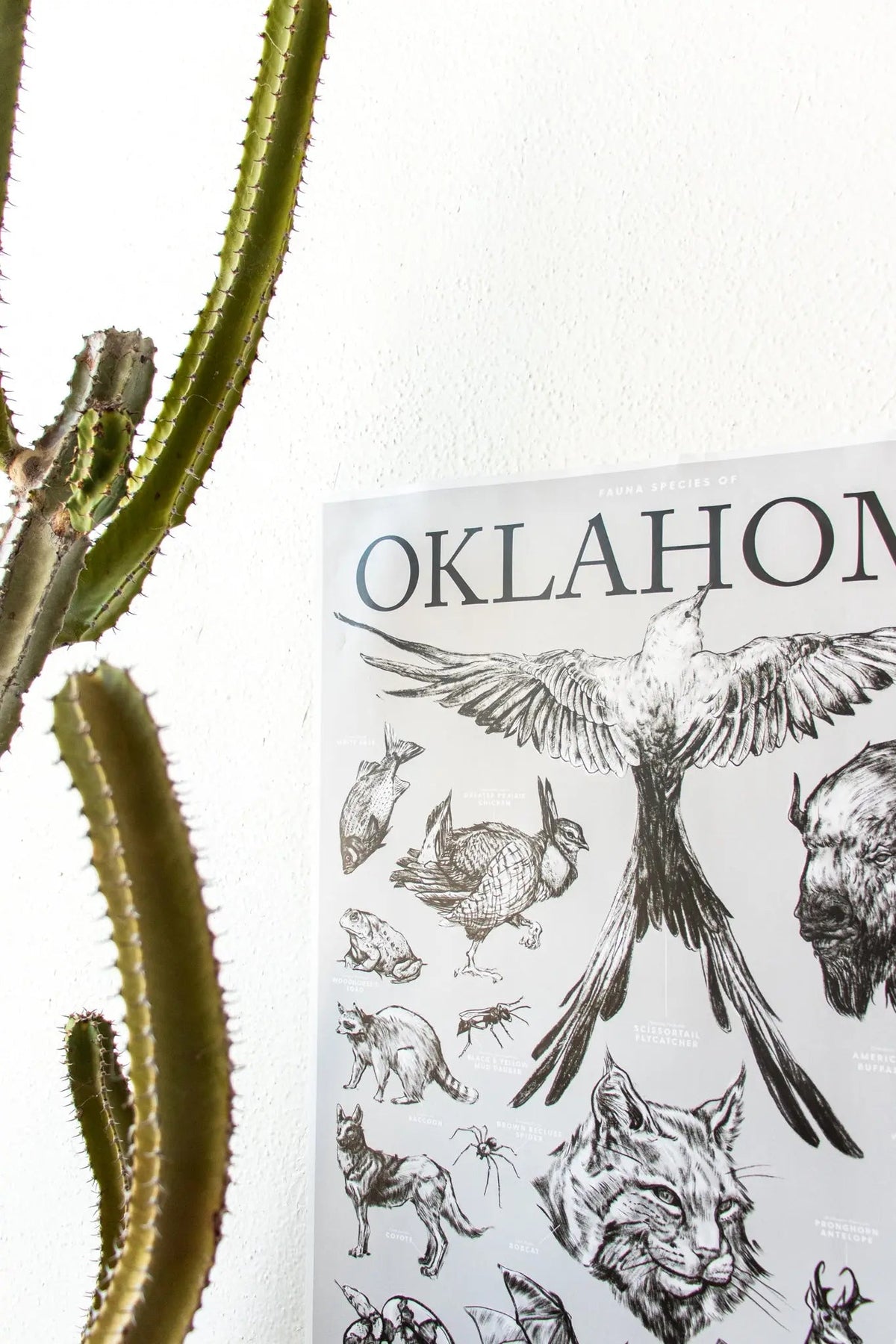 Oklahoma Wildlife Chart