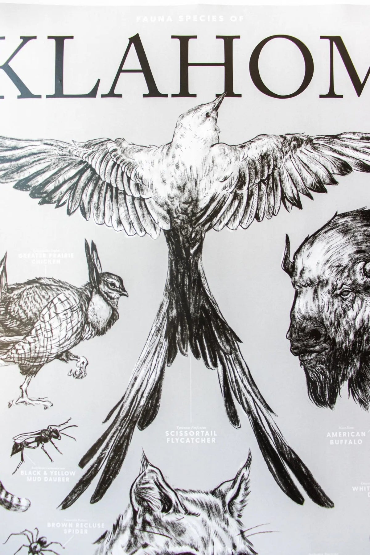 Oklahoma Wildlife Chart