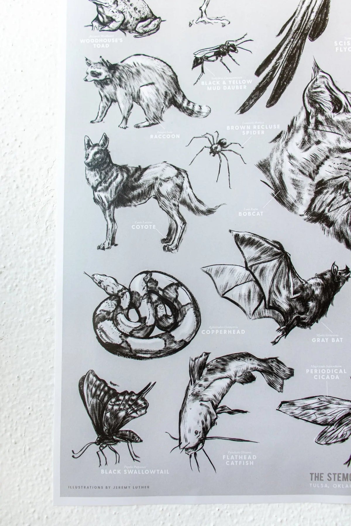Oklahoma Wildlife Chart