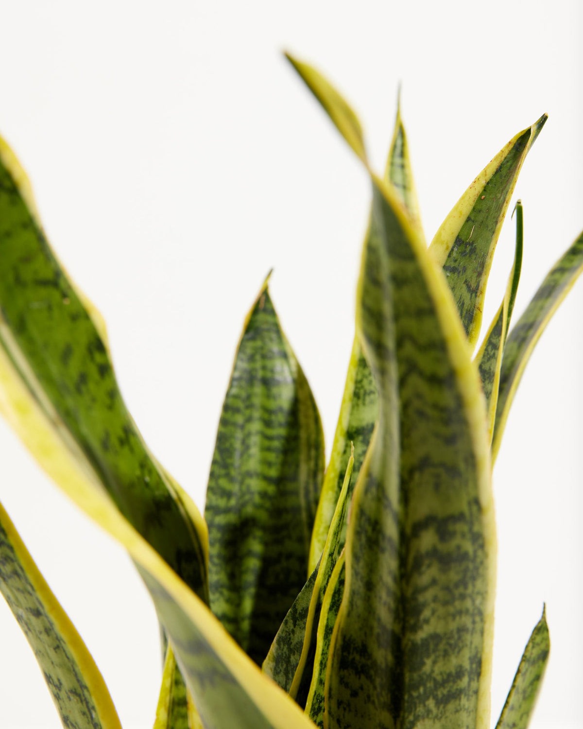 Variegated Sansevieria Laurentii (Snake Plant)