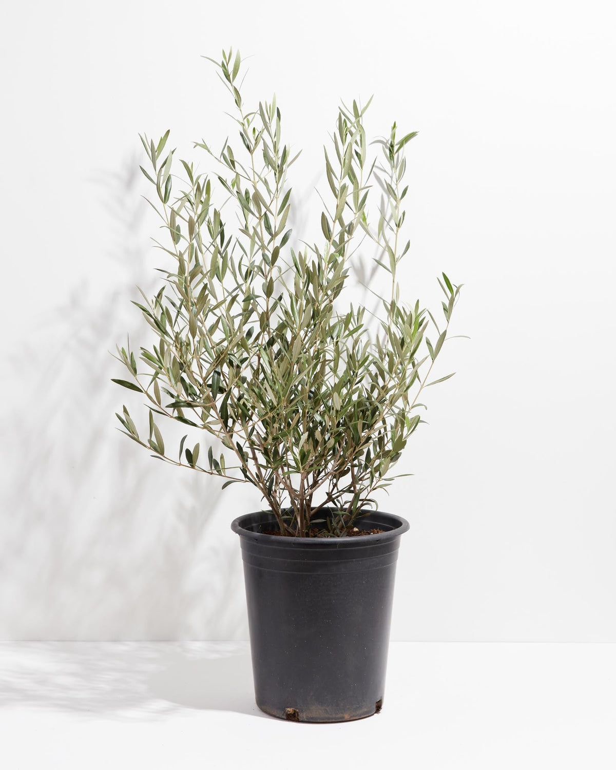 Indoor Olive Tree