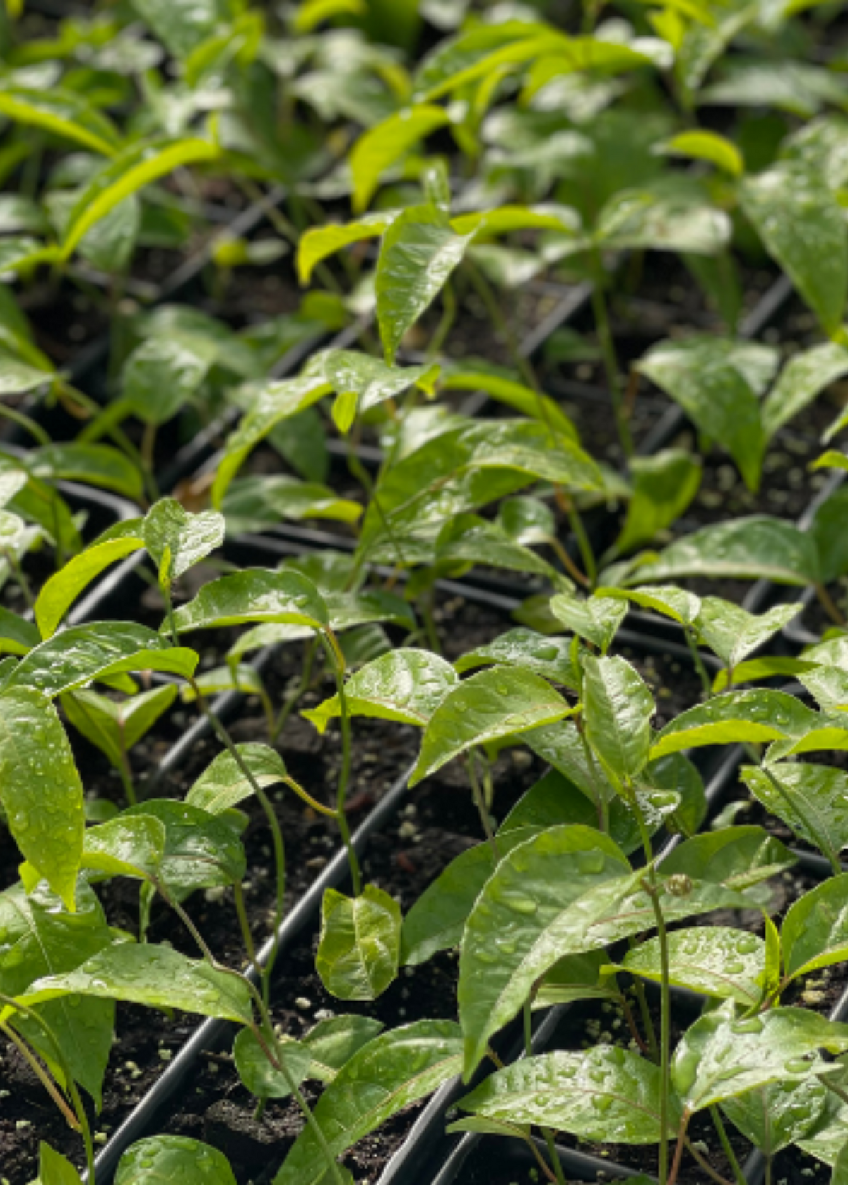 Passion Fruit ‘Purple Possum’ (Passiflora edulis)