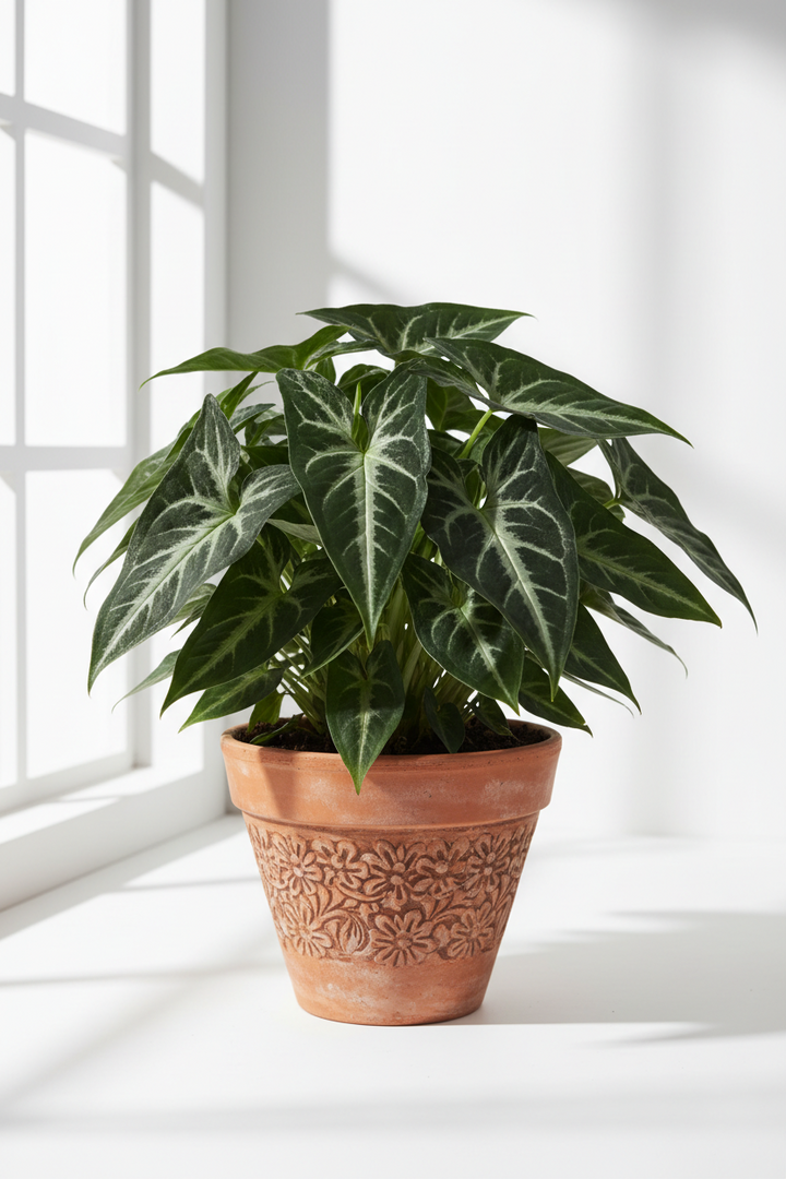 Syngonium wendlandii 'Black Velvet'