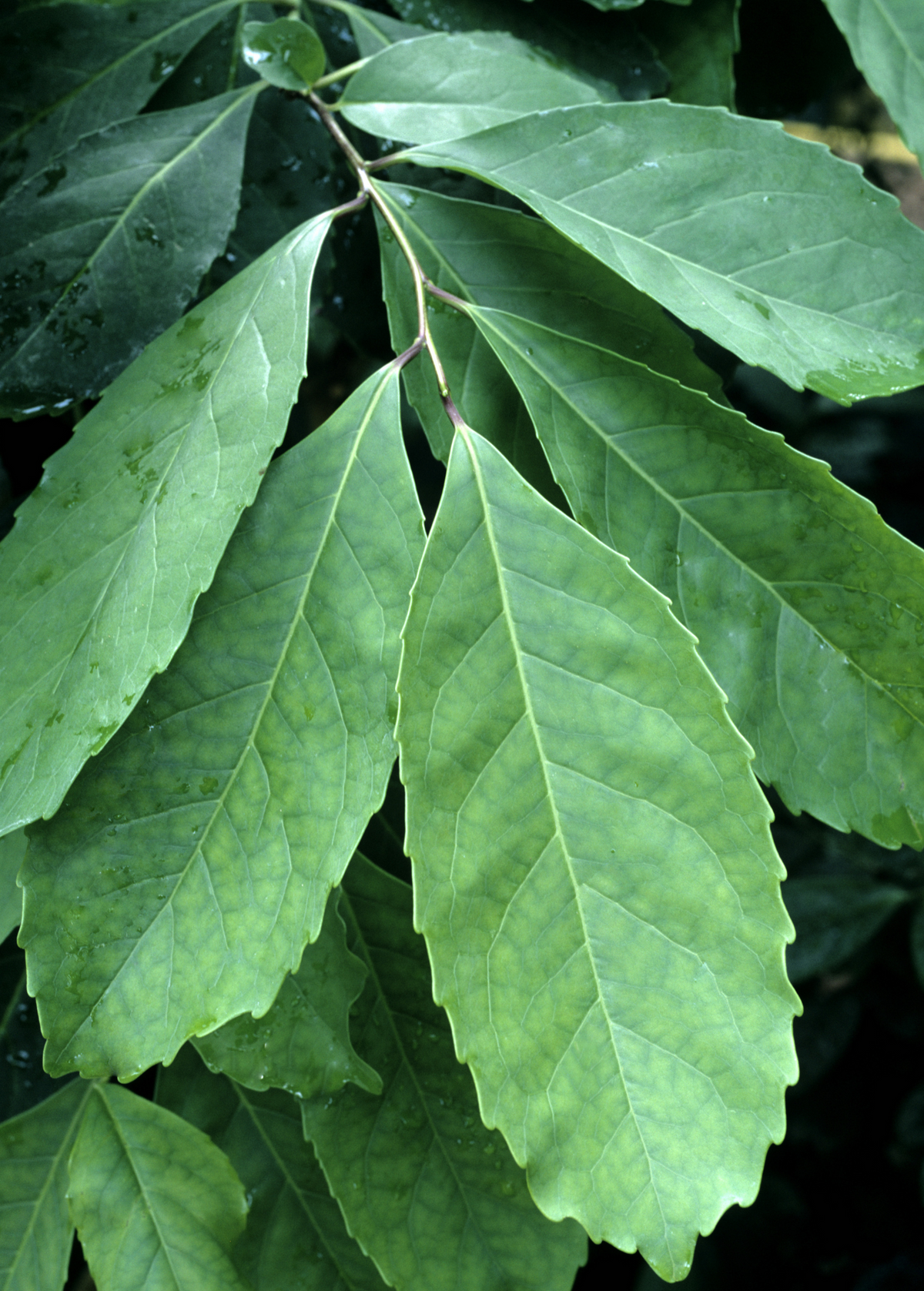 Yerba Mate (Ilex paraguariensis)